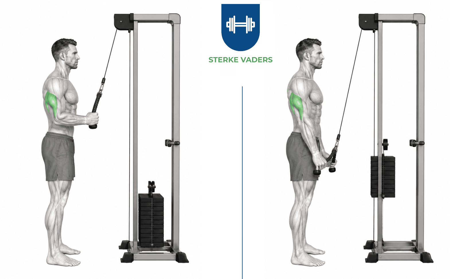 Cable Triceps Extension uitvoering stap voor stap