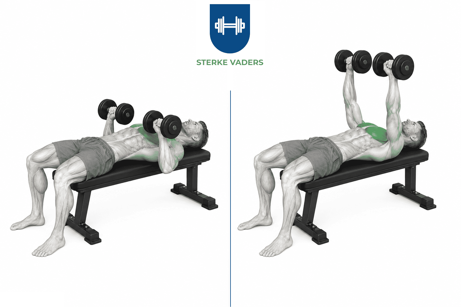 Dumbbell Bench Press uitvoering stap voor stap