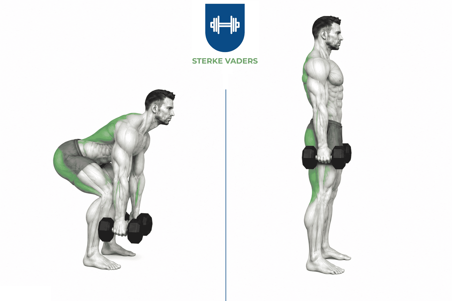 Dumbbell Deadlifts uitvoering stap voor stap