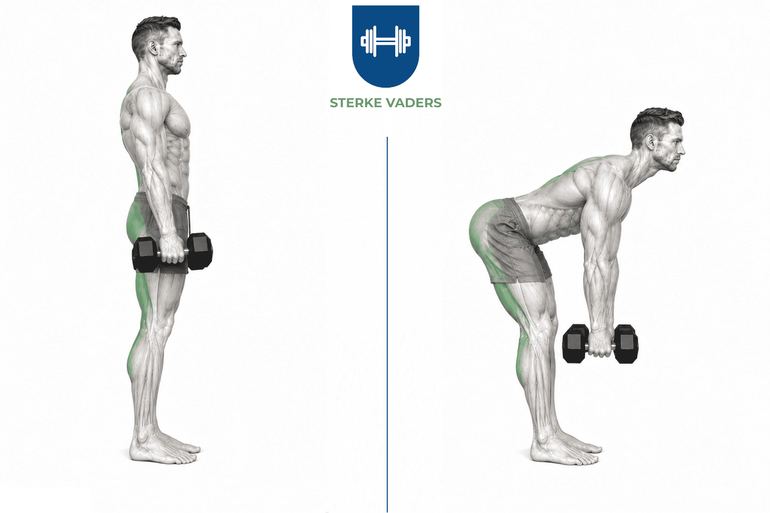 Stiff-Legged Dumbbell Deadlift uitvoering stap voor stap